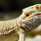 Image for article titled The Ten Craziest Animal And Car Stories We've Ever Heard